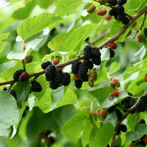 The Black Mulberry Tree: A Symbol of Endurance and Everlasting Life