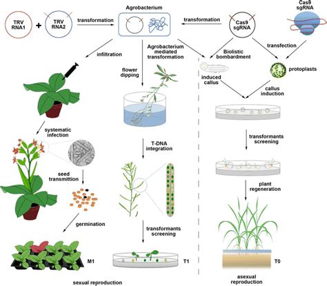 The Botanical Significance and Manipulation of Genes