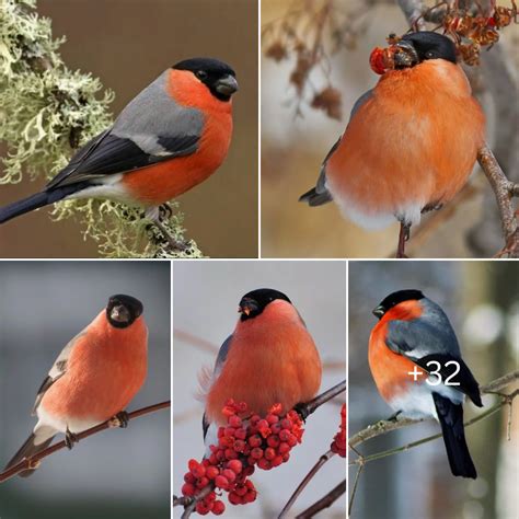 The Bullfinch: A Visual Symbol of Beauty and Elegance
