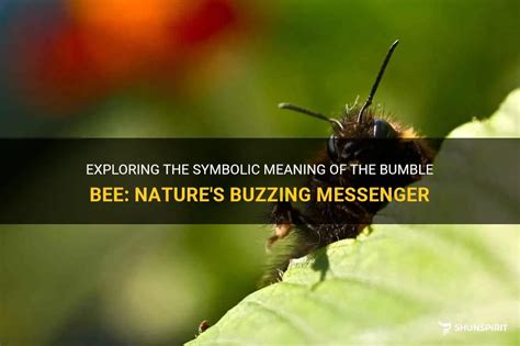 The Bumblebee as a Symbolic Messenger