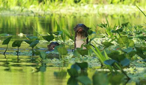 The Captivating Diversity of Aquatic Flora