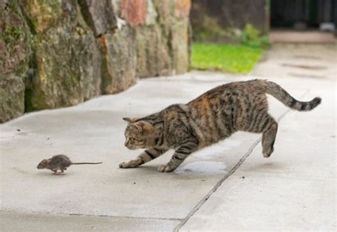 The Chase Begins: Feline vs. Vermin