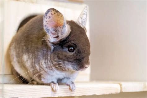 The Chinchilla as a Dream Animal: Analyzing its Symbolism and Significance