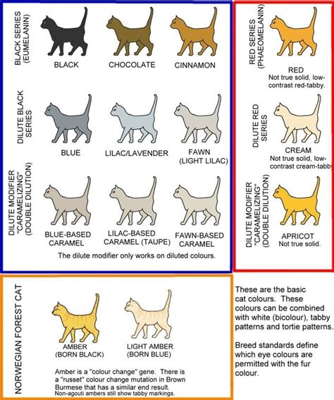 The Colorful World of Feline Genetics: Understanding the Palette of Kitten Coat Colors