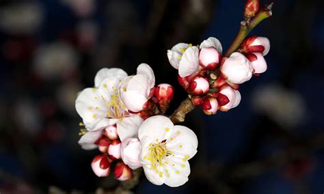 The Connection Between Blossoming Floral Expanse and Growth in the World of Dreams