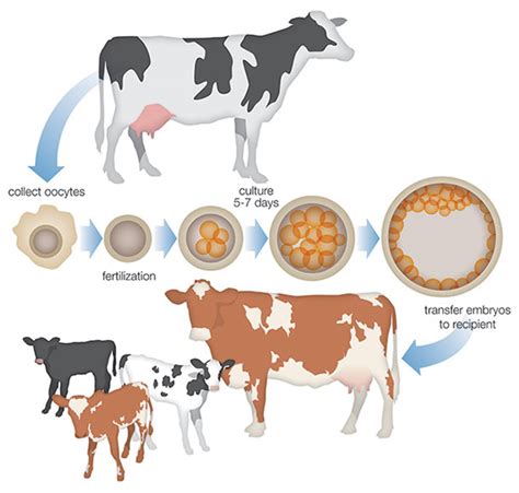 The Connection Between Cows and Fertility