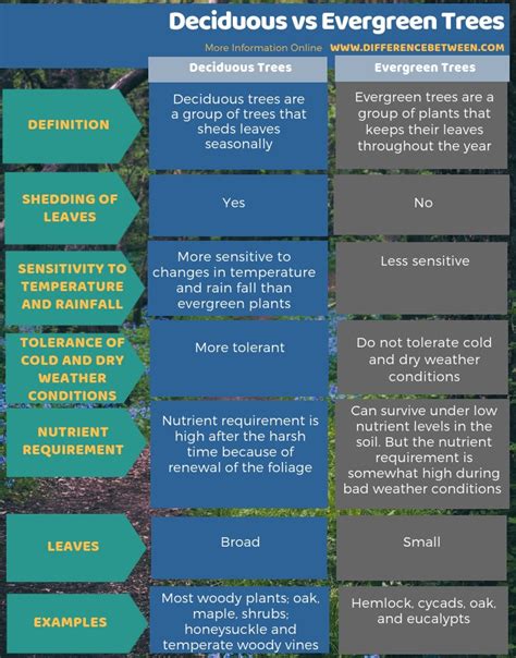 The Connection Between Evergreen Tree and Rejuvenation