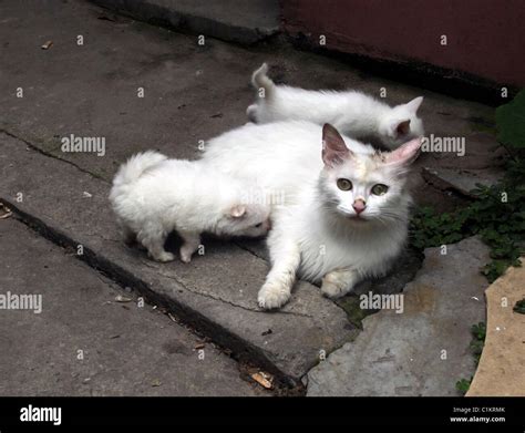 The Connection Between Felines and Motherhood