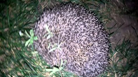 The Connection Between Hedgehogs and Self-Defense Mechanisms