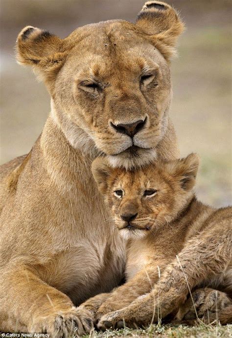 The Connection Between Lion Cubs and Feminine Energy