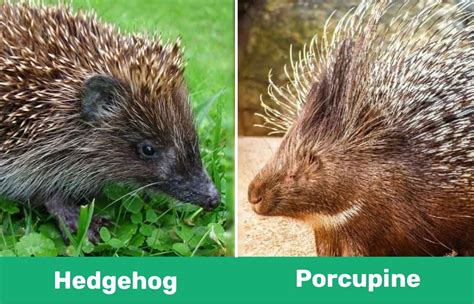The Connection Between Porcupines and Matrimonial Union