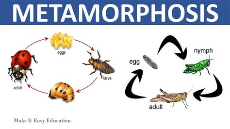 The Connection Between a Feline Birthing Experience and Personal Metamorphosis in Analysis of Dreams