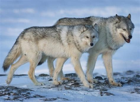 The Connection Between the Non-passive Wolf and Feminine Wildness