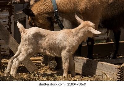 The Connection between Goats and Motherhood