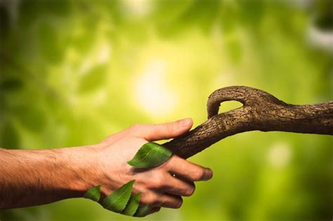 The Connection between Nature and the Human Spirit: A Potted Plant as a Bridge