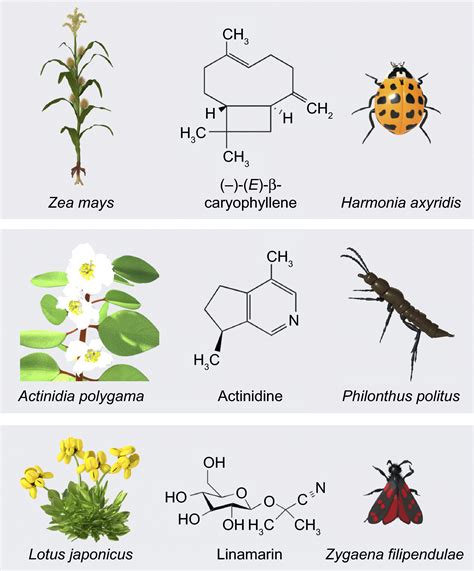 The Connection between Winged Insects and Chemical Compound Interaction