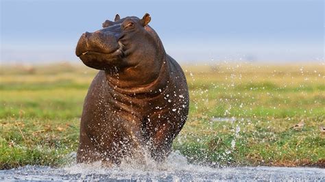 The Connection to Nature: Exploring the Fascination with Hippopotamuses