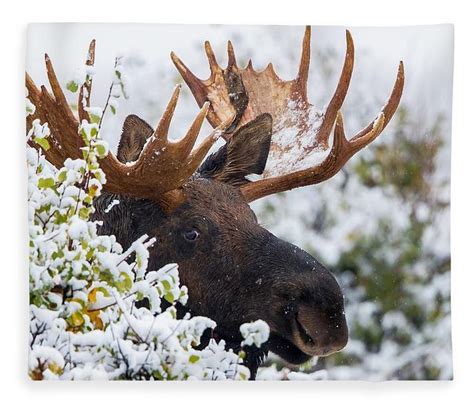 The Conservation and Preservation Efforts for Magnificent Moose and Their Astonishing Antlers