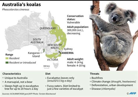 The Controversial Evolutionary Purpose: Do Dreams Provide Advantages for Koalas?