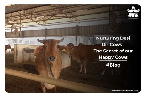 The Cow as a Messenger of Strength and Nurturing