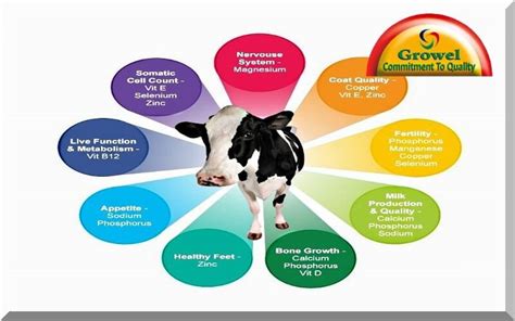 The Cow as a Source of Nourishment and Sustenance