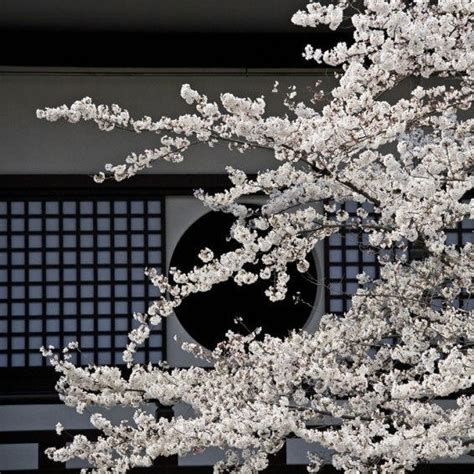 The Cultural Significance and Symbolism of the Enormous Sakura