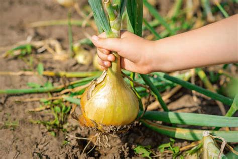 The Cultural Significance of Dreaming about Harvesting Onions in Women's Experiences