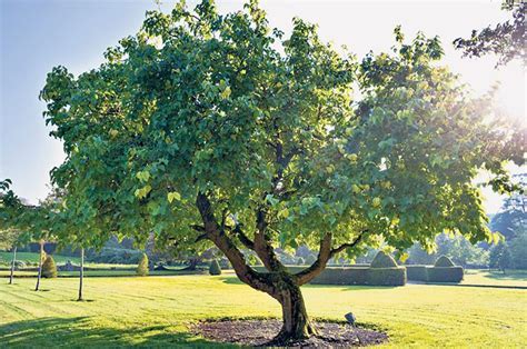 The Cultural Significance of Mulberry Trees in Dreams