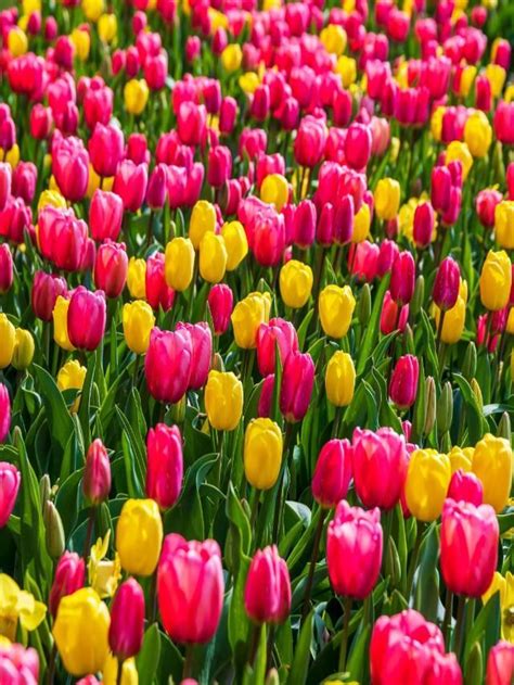 The Cultural Significance of Tulip Bulbs and their Presence in Dream Imagery