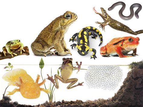 The Cultural Significance of an Aquatic Amphibian in Watery Visions