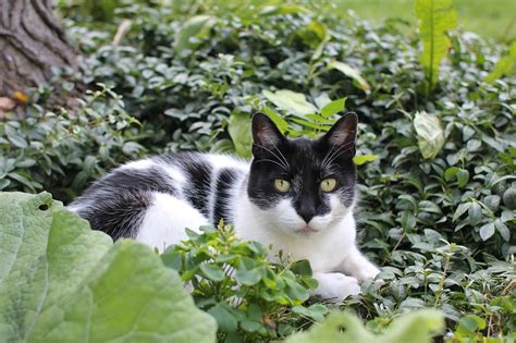 The Cultural and Superstitious Beliefs Surrounding Ebony Felines