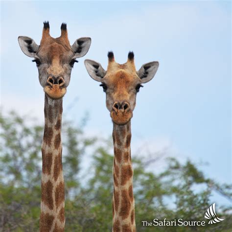 The Curious Quest: Giraffes and Their Desire to See More