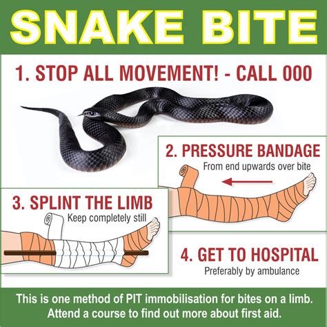 The Dangers of Snake Bites: Understanding the Health Risks