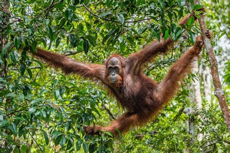 The Deep Connection Between Humans and Orangutans