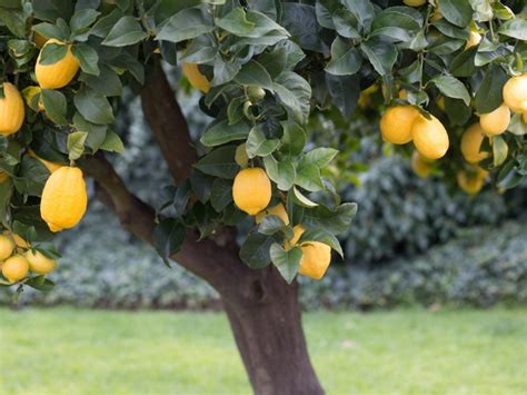 The Deeper Meaning Behind a Citrus Plant Producing Harvest in Fantasies