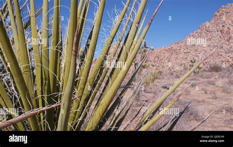 The Deeper Significance of a Desiccated Succulent in the Arid Wilderness