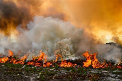 The Devastating Consequences of Wildfires on Biodiversity