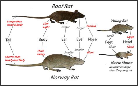 The Differences Between Dreaming of a Feral Rodent and a Tamed Rodent