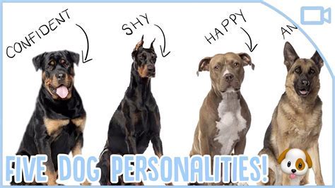 The Distinct Personality Traits of the Dream Dog