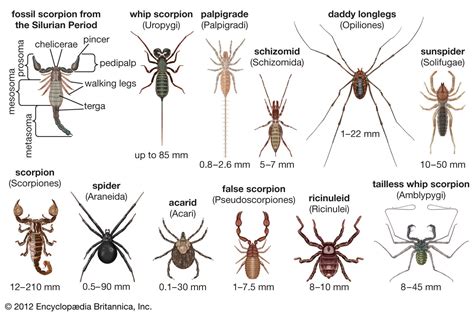 The Distinctive Appearance of an Arachnid Crustacean