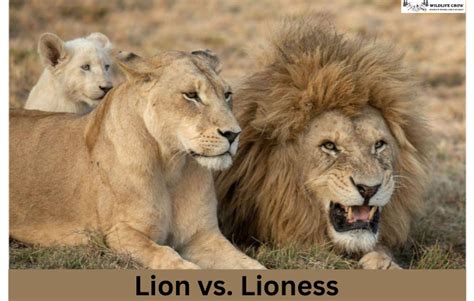 The Distinctive Role of Lionesses within the Pride