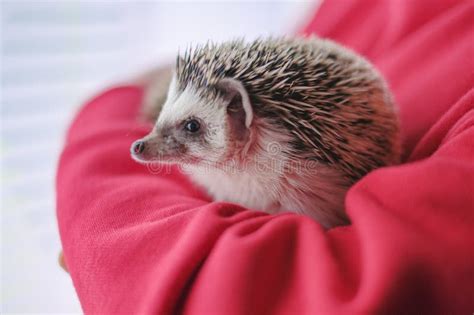 The Distinctiveness of Hedgehog Dreams for Females