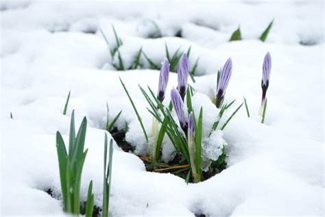 The Diverse Characteristics of Spring Snowfall around the World