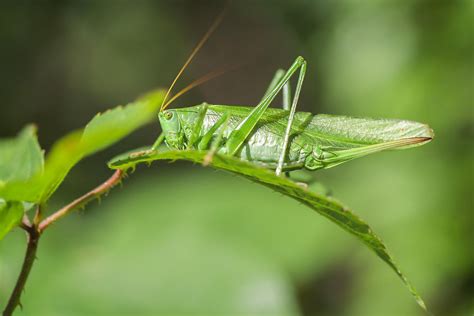 The Diverse and Adaptive World of Emerald Grasshoppers