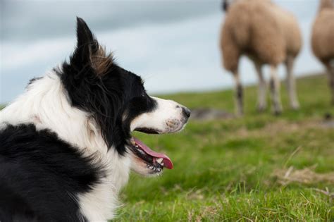 The Dream Takes Shape: Envisioning Life with an Admirable Sheepdog