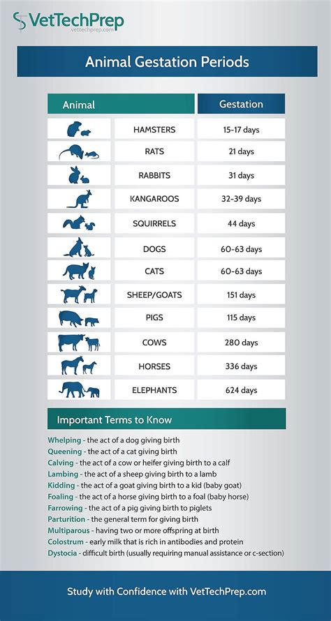 The Duration of Gestation in Popular Domesticated Creatures