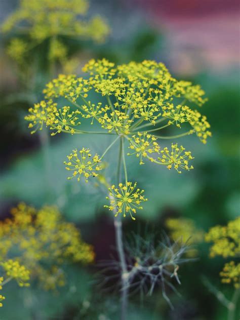 The Ecological Importance of Dill: A Sanctuary for Beneficial Insects