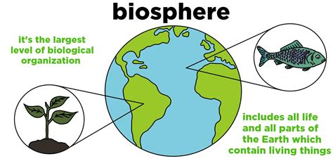The Ecology of Coleoptera: Stewards of the Biosphere