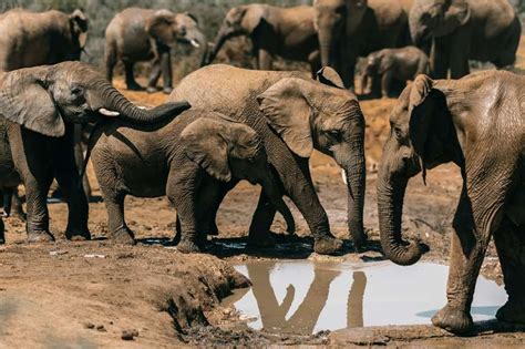 The Elephant's Role in Ecosystems: A Keystone Species