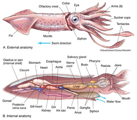 The Elusive Anatomy of the Enormous Cephalopod Unveiled